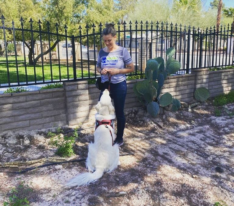 How-To Discover Premium Dog Boarding Options In The Villages