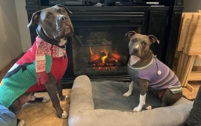 How-To Pack Essential Items For Your Puppy’s Safe Boarding Stay