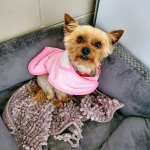 New Puppy Package (Under 6 months) — 10 Days