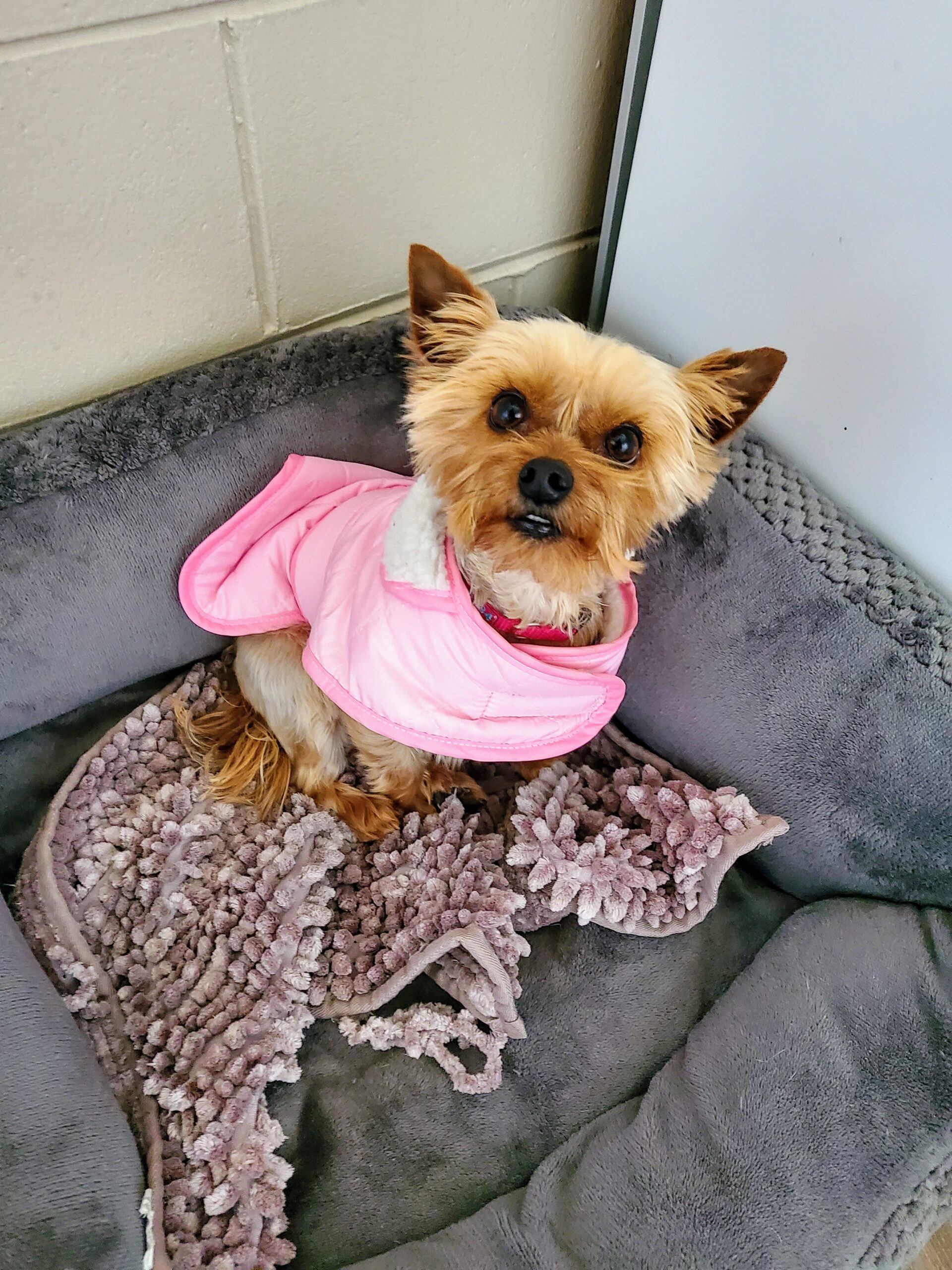 New Puppy Package (Under 6 months) — 10 Days