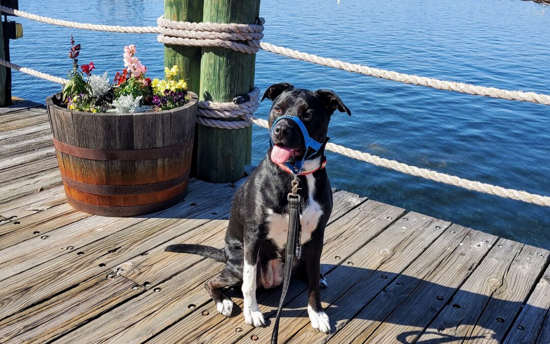 How-To Create A Smooth Transition For Puppies Entering Boarding Care