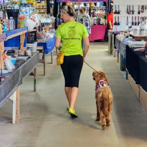 Board & Train Basic Biscuit Program — 2 Weeks (Basic manners )