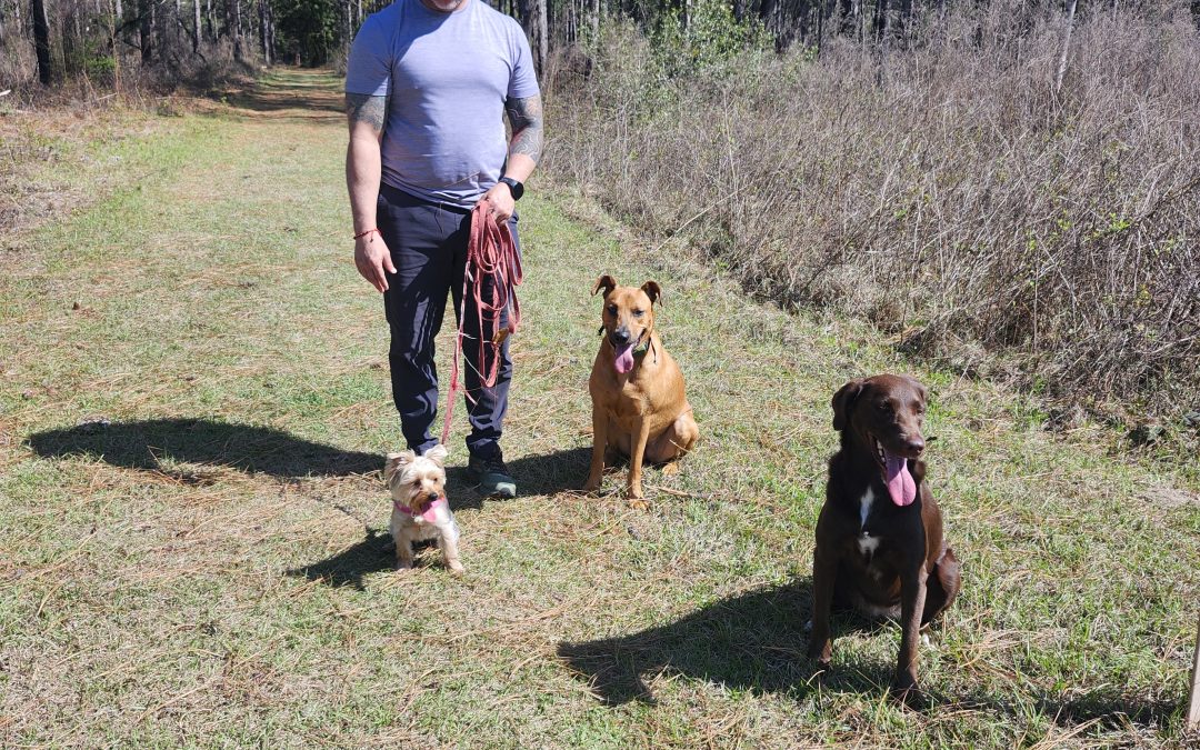 6 Effective Steps To Transform Dog Training Into Daily Fun