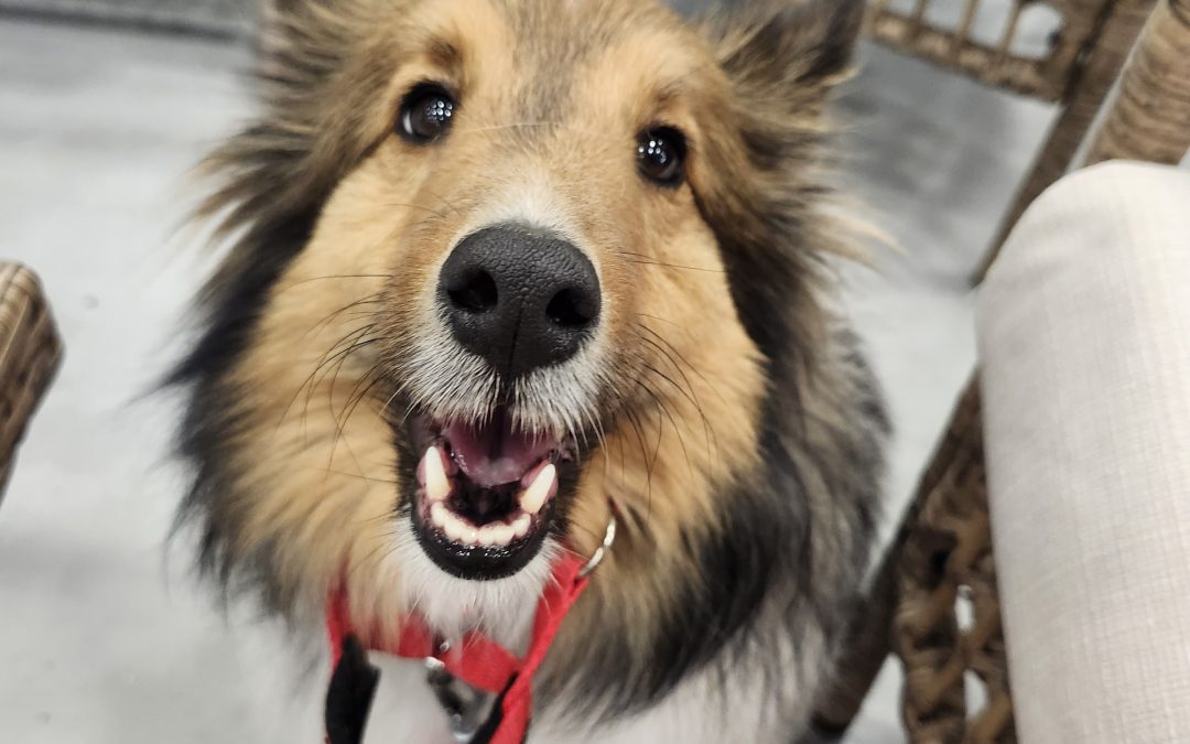 10 Essential Steps For Successful Puppy Training At Home