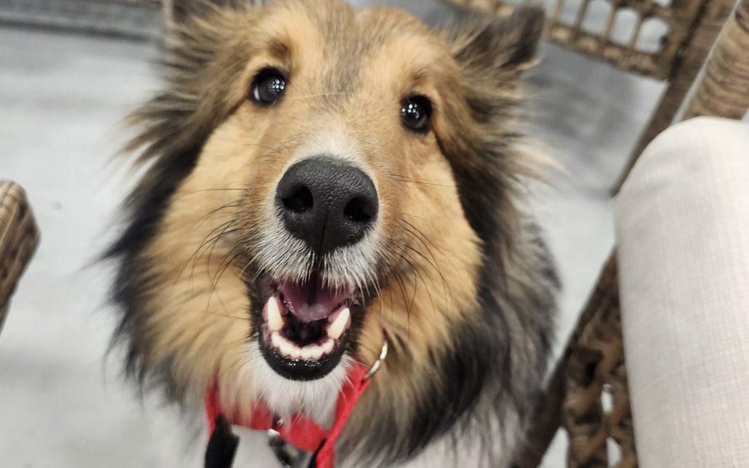 10 Essential Steps For Successful Puppy Training At Home