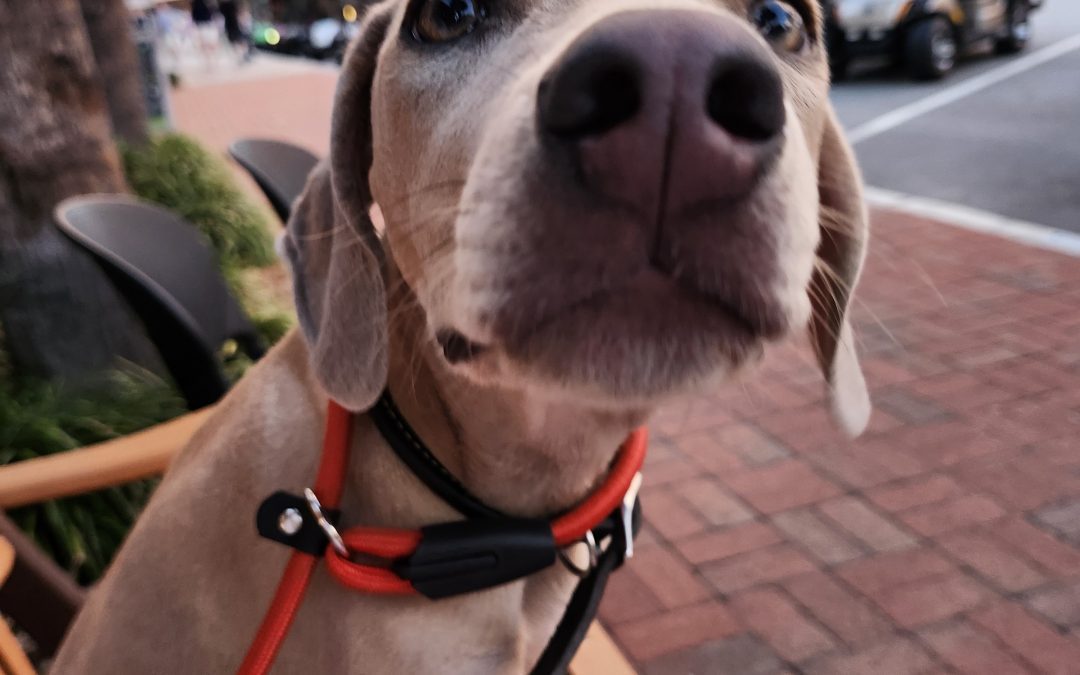 Essential Puppy Training Steps For Happy, Well-Behaved Companions