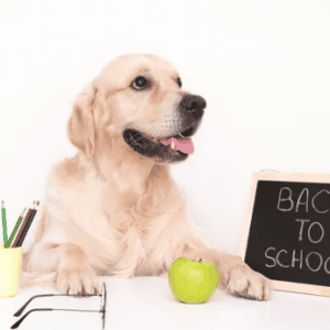 Dog in school